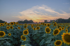 Sunflower Field