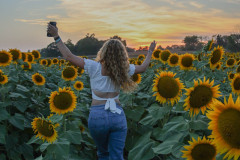 Fixed_sunflowers_SA-13