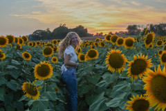 Fixed_sunflowers_SA-14