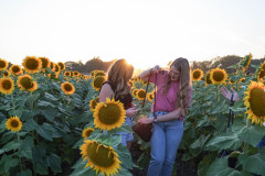 Fixed_sunflowers_SA-2