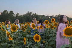 Fixed_sunflowers_SA-28