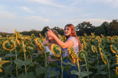 Fixed_sunflowers_SA-9