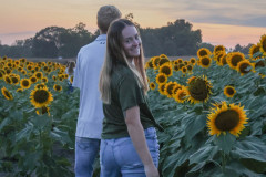 Fixed_sunflowers_SA-30