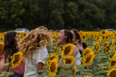 20250905_Sunflowers_SDA-0747