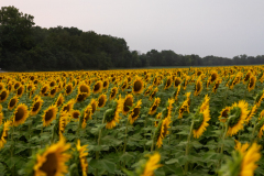 20250905_Sunflowers_SDA-0832